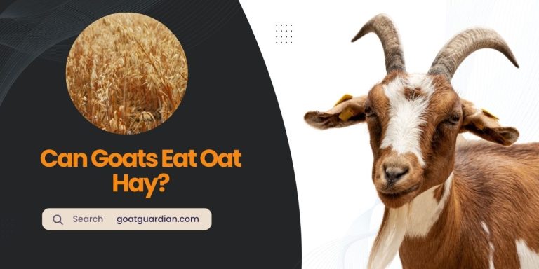 Can Goats Eat Oat Hay? (Safe or Risky)