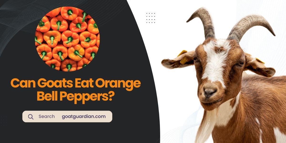 Can Goats Eat Orange Bell Peppers