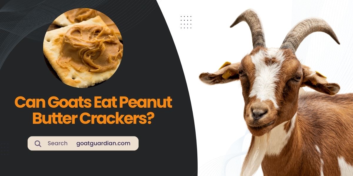 Can Goats Eat Peanut Butter Crackers