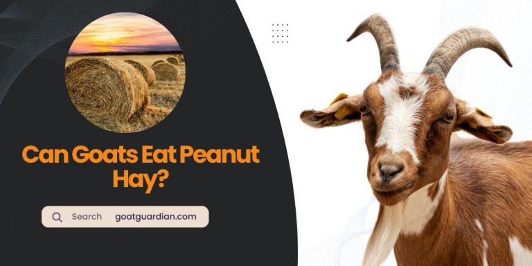 Can Goats Eat Peanut Hay? (with Benefits)