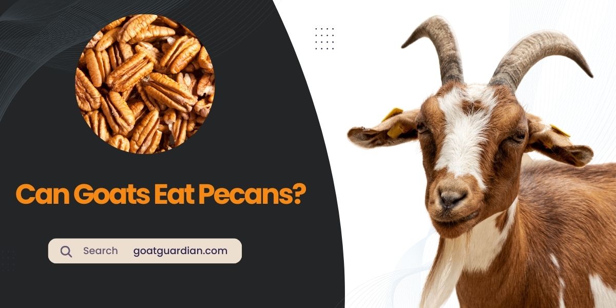 Can Goats Eat Pecans
