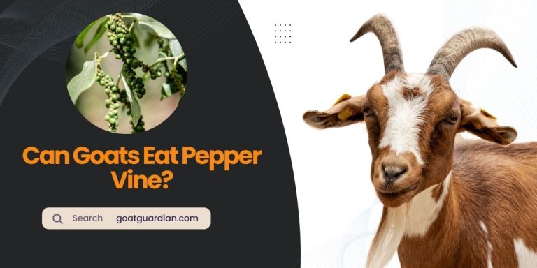 Can Goats Eat Pepper Vine? (Edible or NOT)