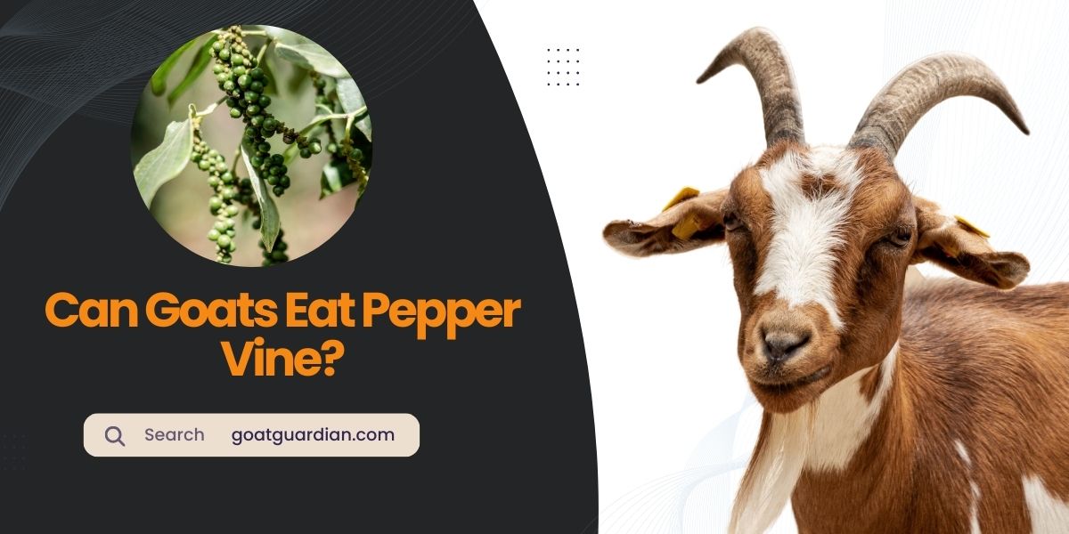 Can Goats Eat Pepper Vine