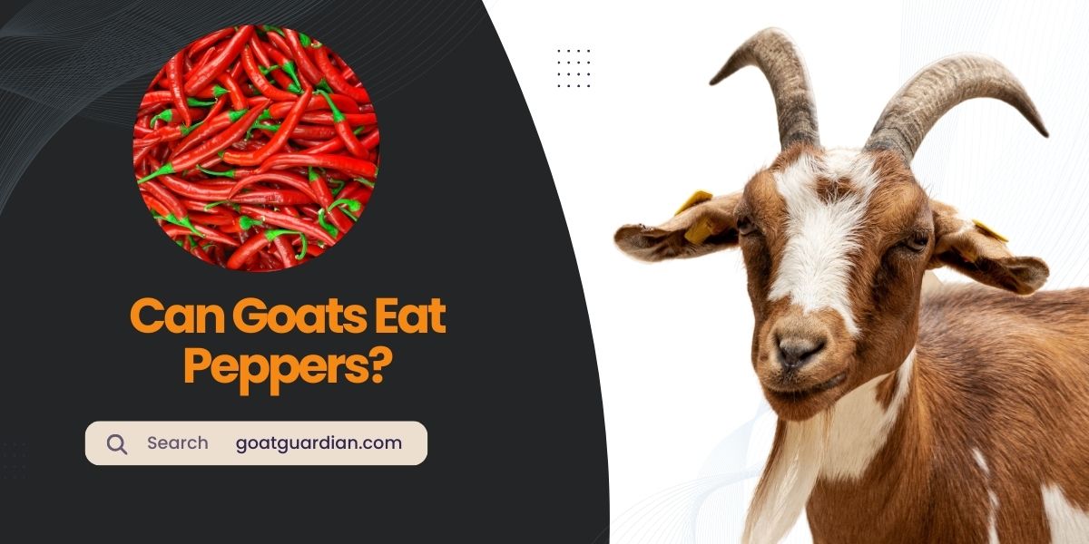 Can Goats Eat Peppers