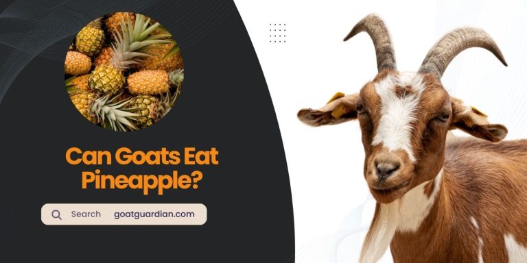 Can Goats Eat Pineapple? (Best Practices)