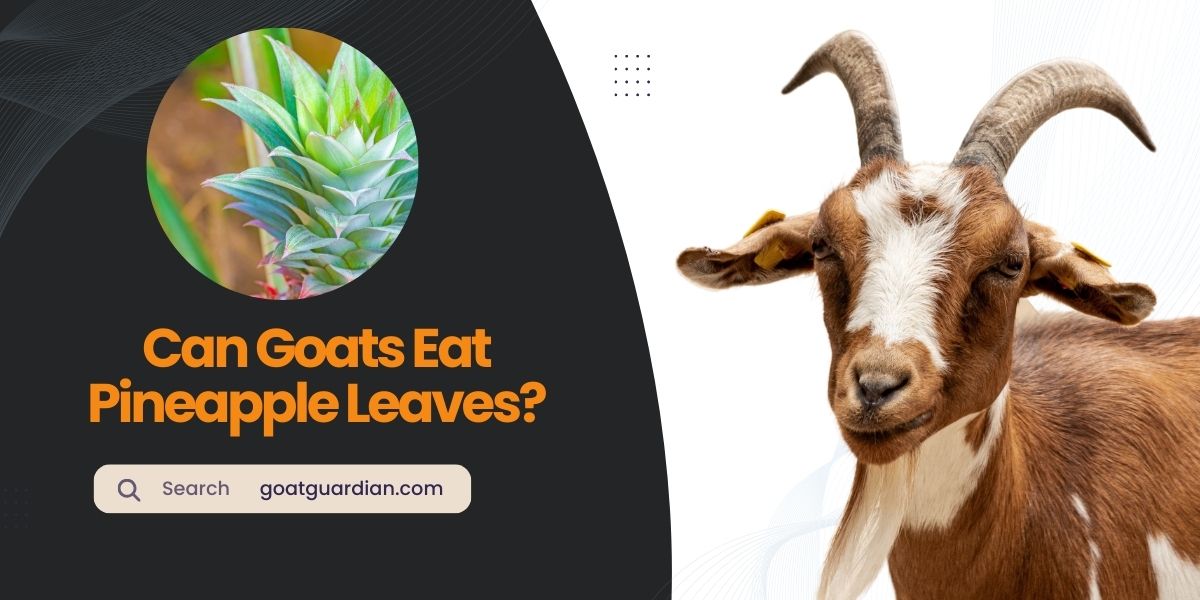 Can Goats Eat Pineapple Leaves