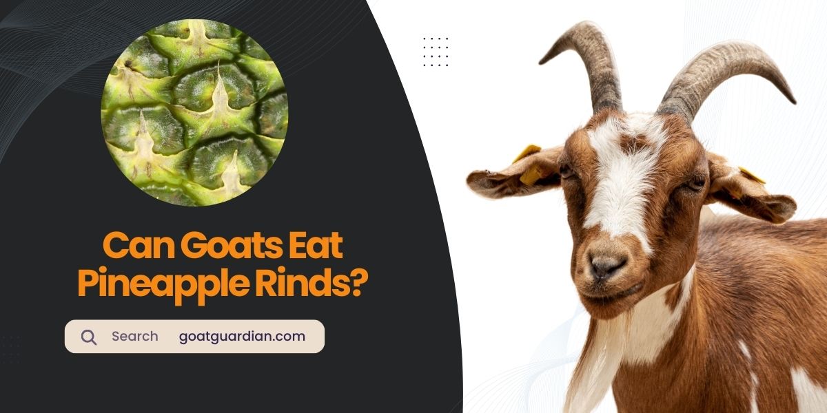 Can Goats Eat Pineapple Rinds