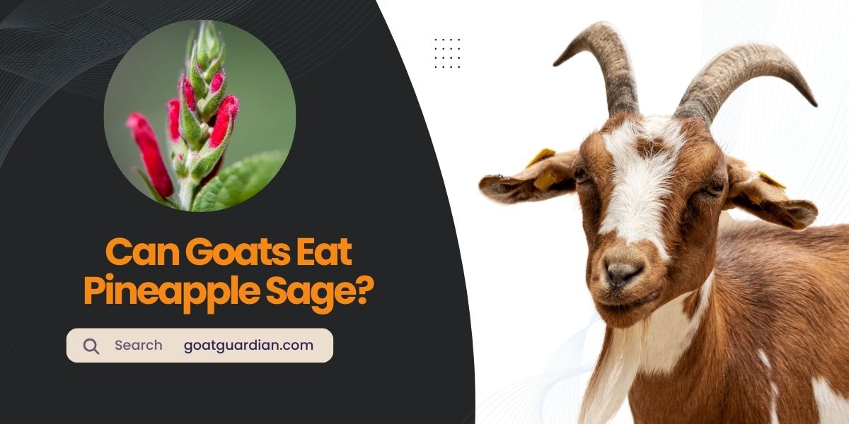 Can Goats Eat Pineapple Sage