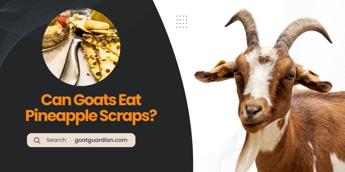 Can Goats Eat Pineapple Scraps