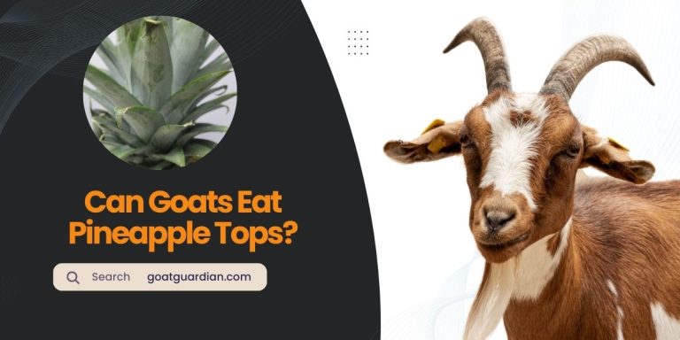 Can Goats Eat Pineapple Tops? (Safety Considerations Included)