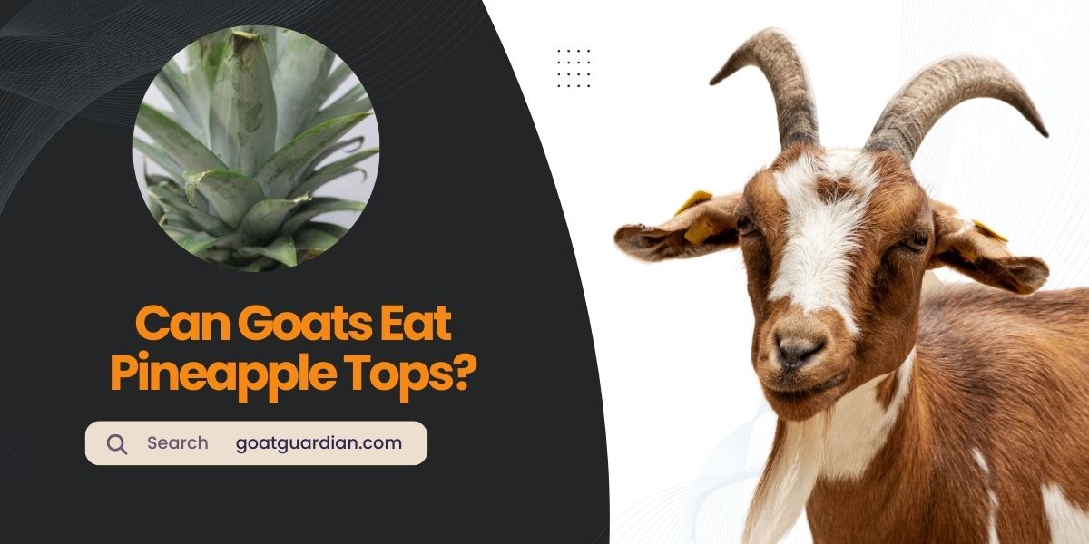Can Goats Eat Pineapple Tops