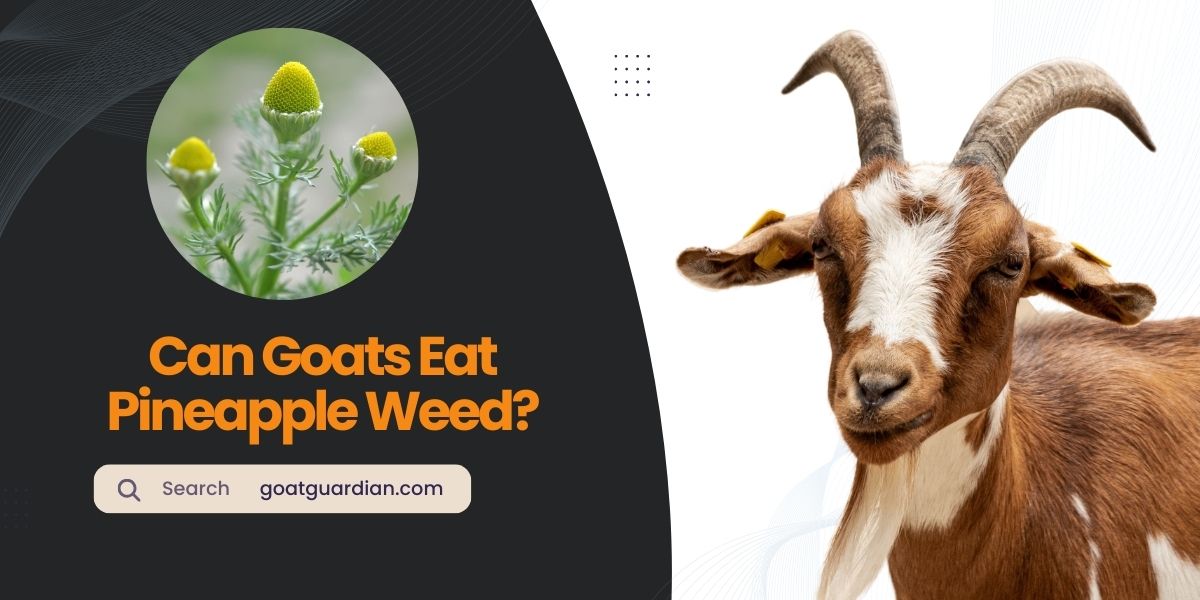 Can Goats Eat Pineapple Weed