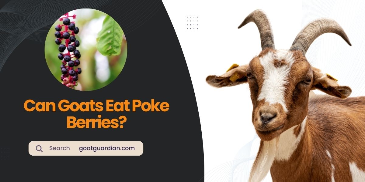 Can Goats Eat Poke Berries