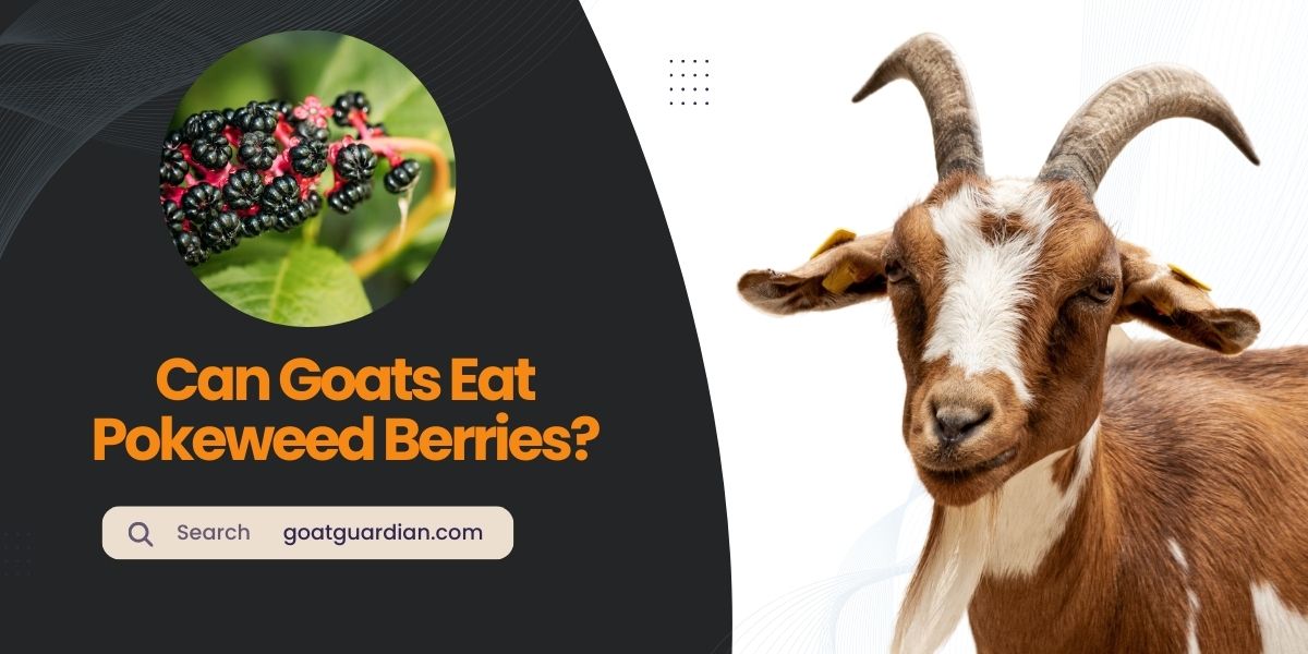 Can Goats Eat Pokeweed Berries