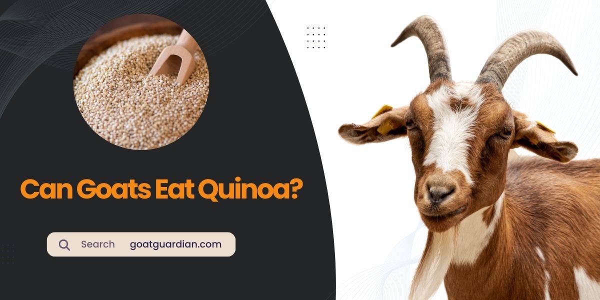 Can Goats Eat Quinoa