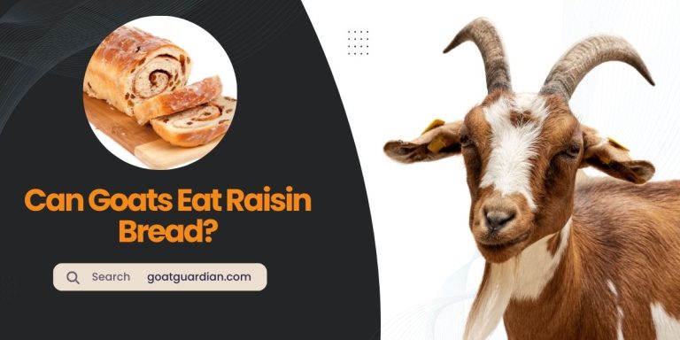 Can Goats Eat Raisin Bread? (Read Before Feeding)