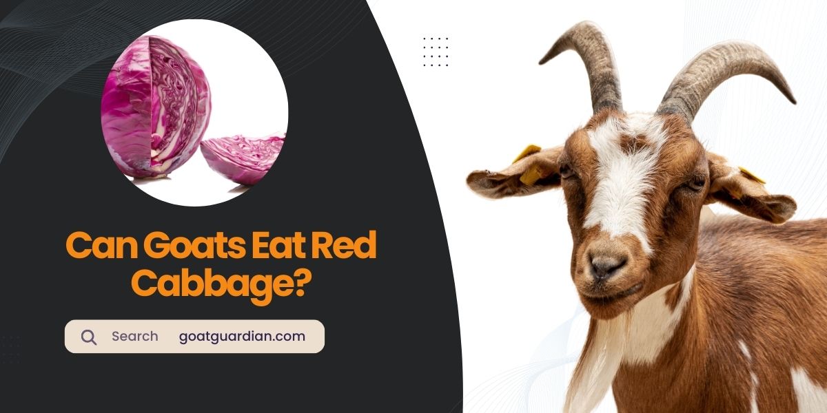 Can Goats Eat Red Cabbage