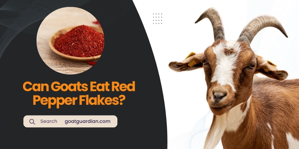 Can Goats Eat Red Pepper Flakes