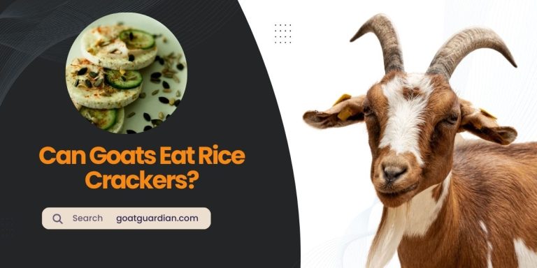 Can Goats Eat Rice Crackers? Is It Safe?