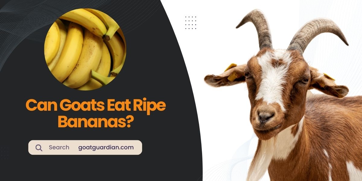 Can Goats Eat Ripe Bananas