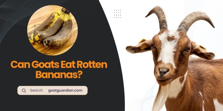 Can Goats Eat Rotten Bananas? (GOOD or BAD)