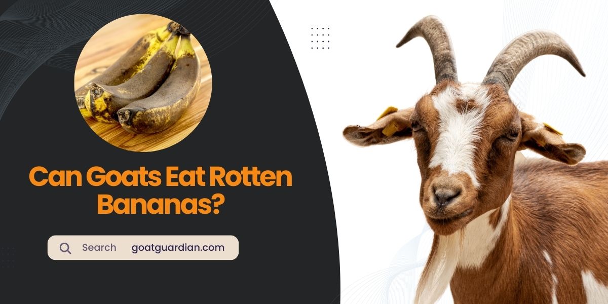 Can Goats Eat Rotten Bananas