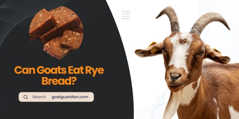 Can Goats Eat Rye Bread? (YES or NO)
