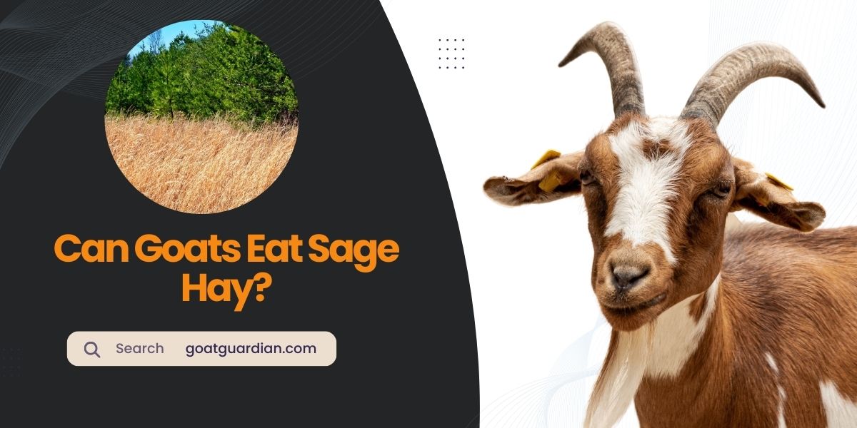 Can Goats Eat Sage Hay