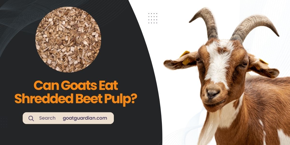Can Goats Eat Shredded Beet Pulp