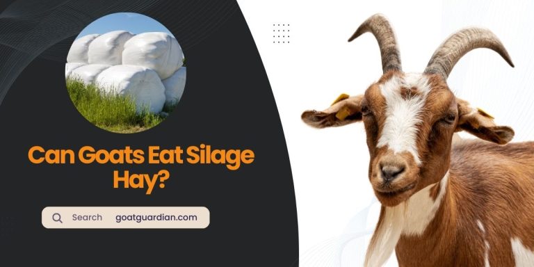 Can Goats Eat Silage Hay? (Dos & Don’t When Feeding)