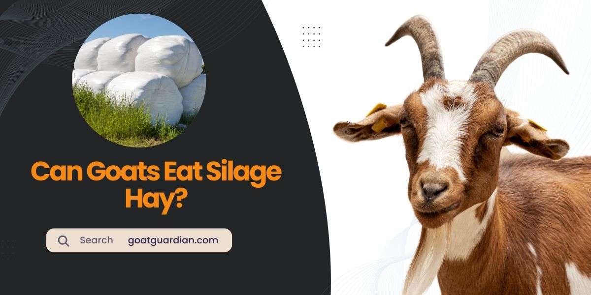 Can Goats Eat Silage Hay