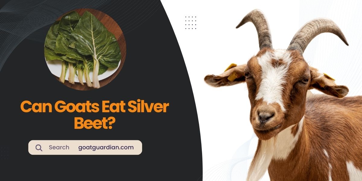 Can Goats Eat Silver Beet