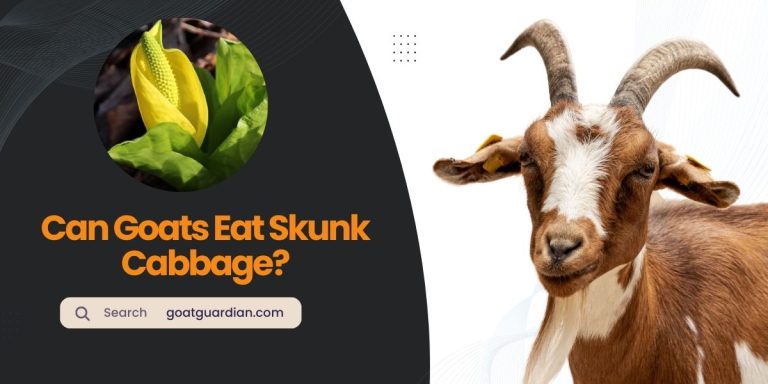 Can Goats Eat Skunk Cabbage? (Myths and Misconceptions)