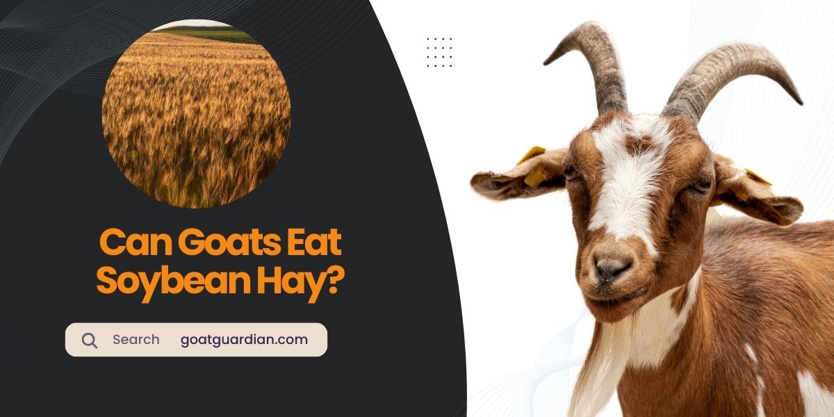 Can Goats Eat Soybean Hay