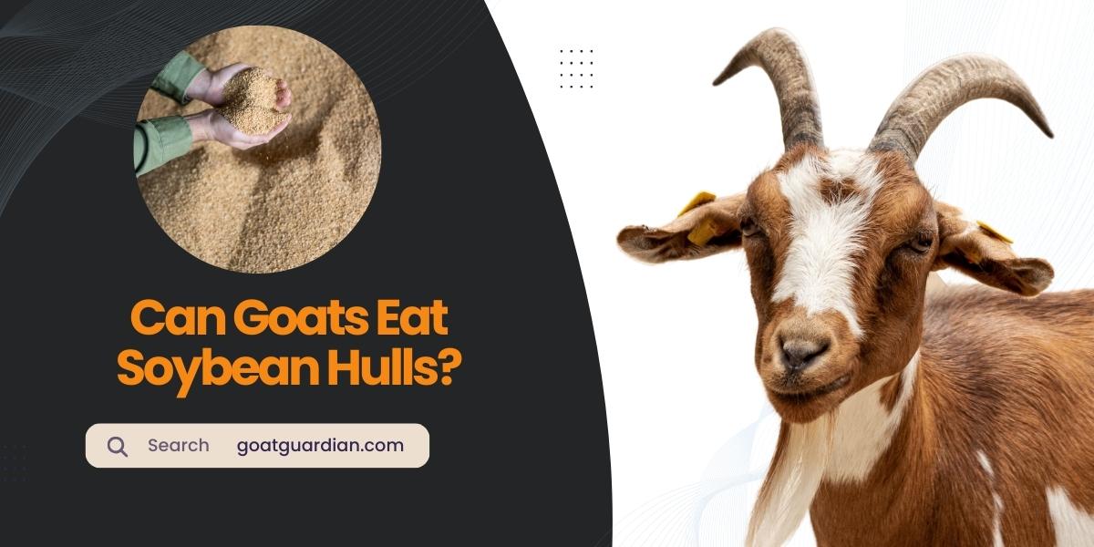Can Goats Eat Soybean Hulls