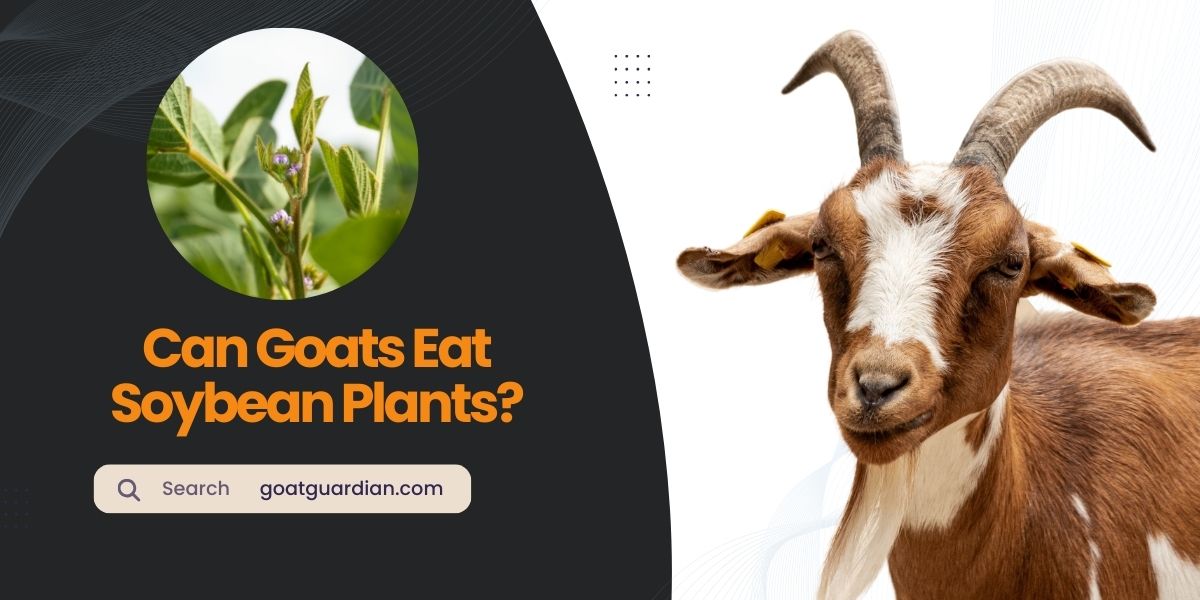Can Goats Eat Soybean Plants?