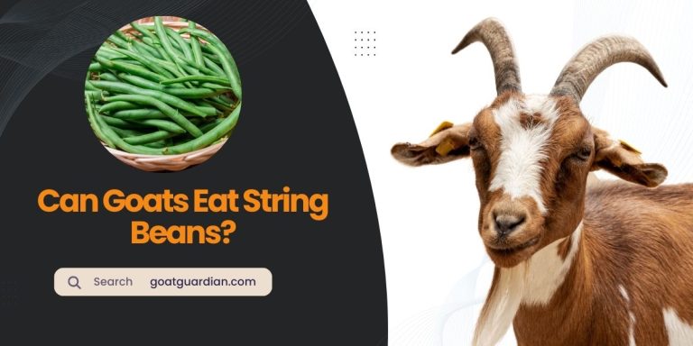 Can Goats Eat String Beans? (with Health Benefits)