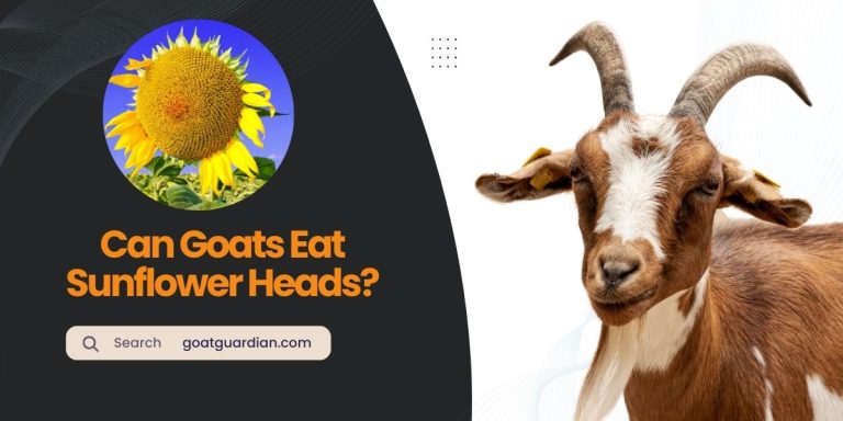 Can Goats Eat Sunflower Heads? (Dos and Don’ts)