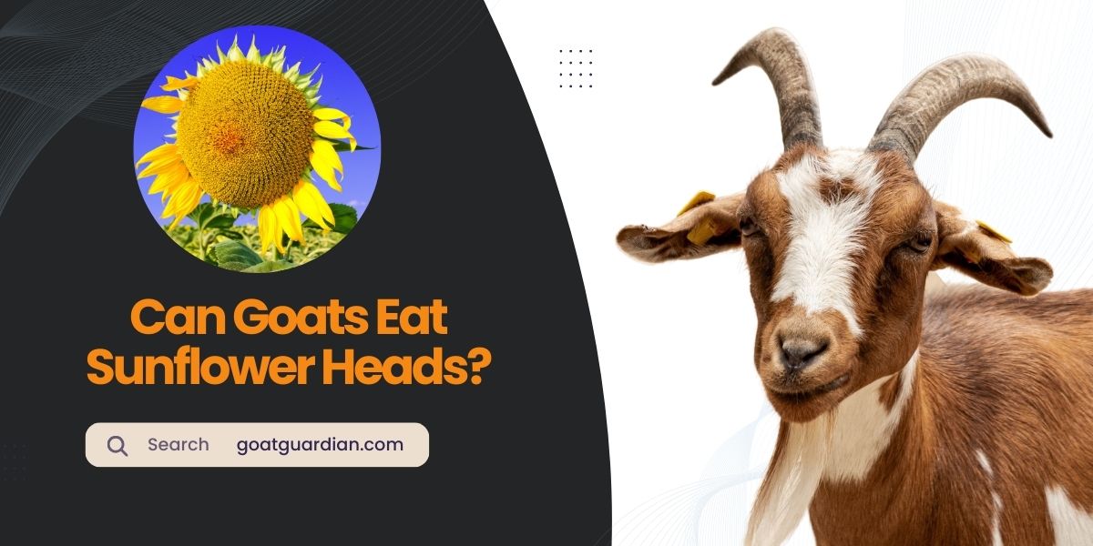 Can Goats Eat Sunflower Heads