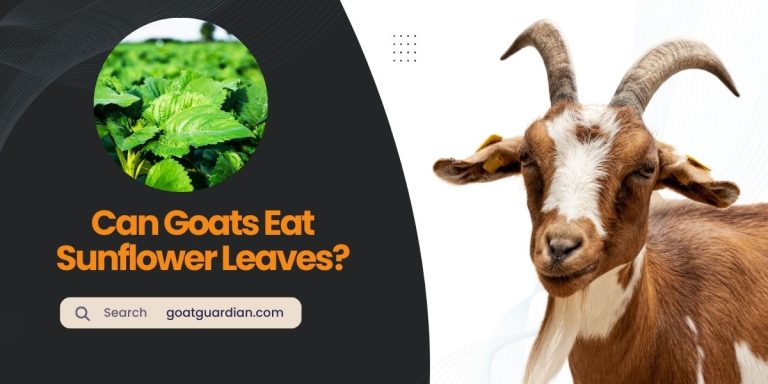 Can Goats Eat Sunflower Leaves? (Expert Feeding Guide)