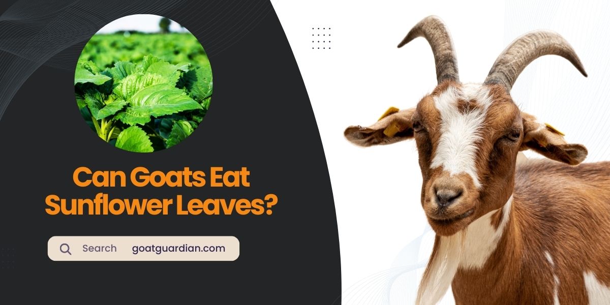 Can Goats Eat Sunflower Leaves
