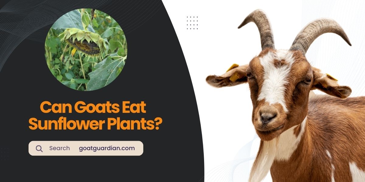 Can Goats Eat Sunflower Plants