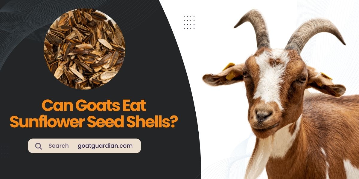 Can Goats Eat Sunflower Seed Shells