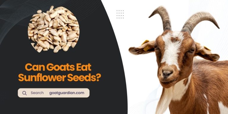 Can Goats Eat Sunflower Seeds? (Expert Opinion)