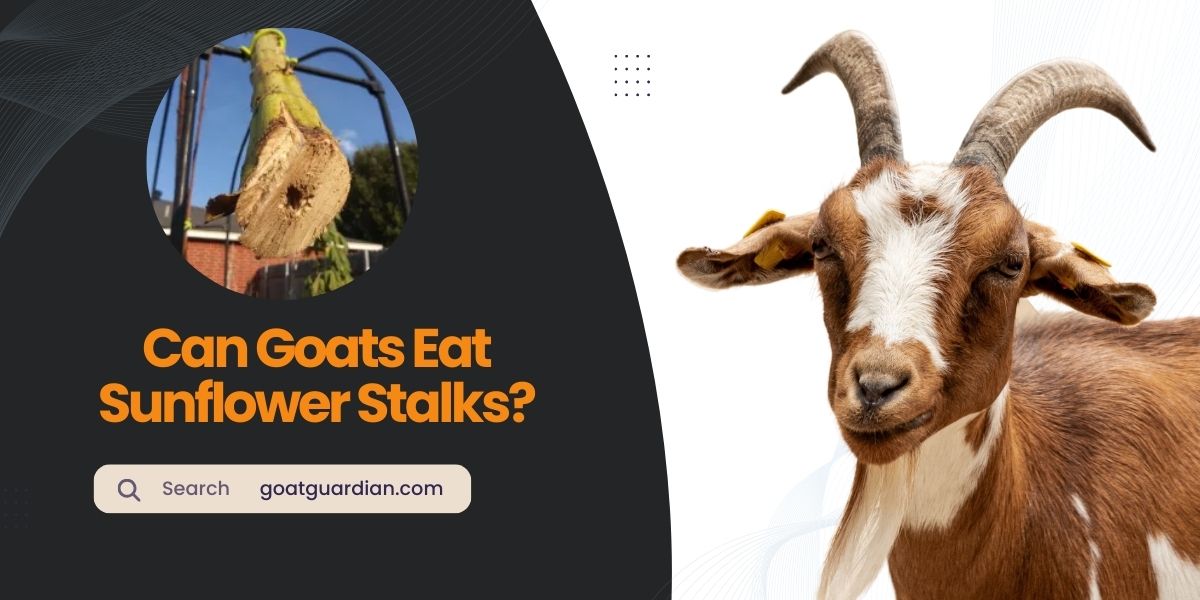 Can Goats Eat Sunflower Stalks