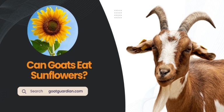 Can Goats Eat Sunflowers? (Nutritional Benefits and Risks)