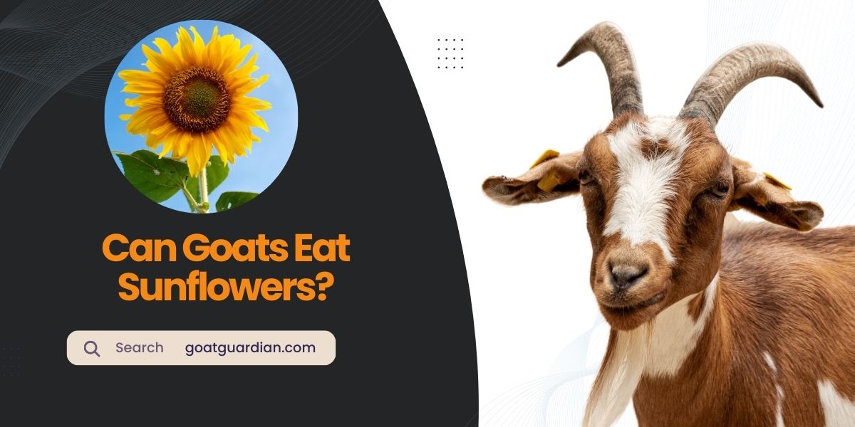 Can Goats Eat Sunflowers