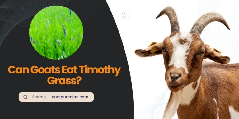 Can Goats Eat Timothy Grass? (Benefits & Risks)