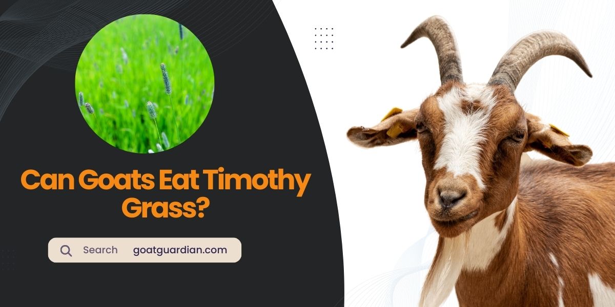 Can Goats Eat Timothy Grass