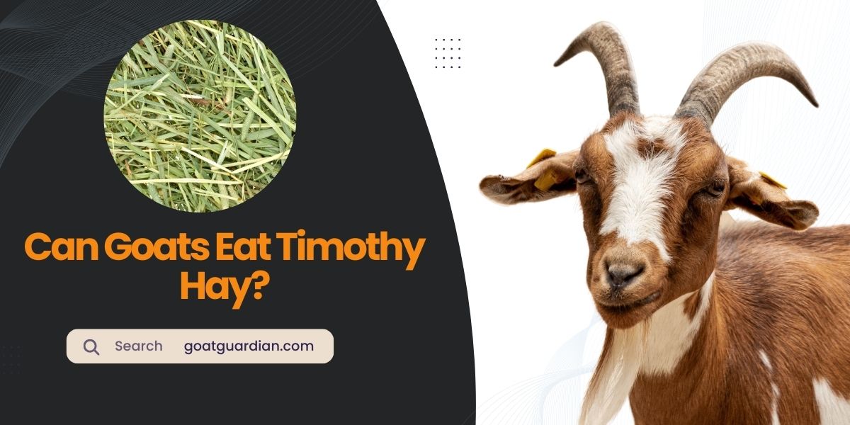 Can Goats Eat Timothy Hay